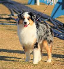 További információért elolvashatja adatvédelmi tájékoztatónkat.elfogadom. Brassy Acres Paint Quarter Horses And Mini Aussies Akc Mini American Shepherds Miniature American Shepherds