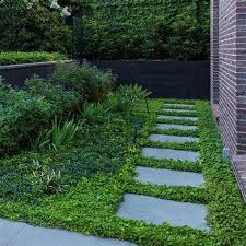 Image result for Dichondra