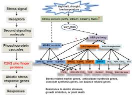 The hybridizations of both carbons would be *sp* since there are 2 bonds on each one. Frontiers C2h2 Zinc Finger Proteins Master Regulators Of Abiotic Stress Responses In Plants Plant Science
