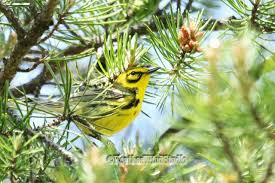 Birds Of Northern Michigan Prairie Warbler Photo Spring Photography Yellow And Black Bird Wall Art Northern Michigan Birding Featherwi Spring Photography Bird Wall Art Black Bird