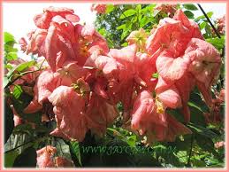 Pin On Mussaenda