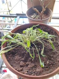 Image result for Chlorophytum krookianum