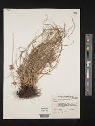 Image result for Cyperus obtusiflorus