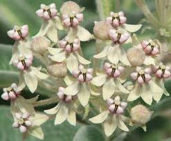 Image result for Acacia eriocarpa