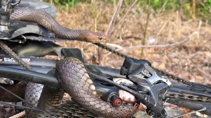 Two metre-long snake bites cyclist - Yahoo News Australia
