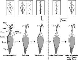 Image result for Schoenoxiphium