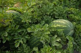 Growing watermelons requires lots of space, lots of sun, lots of water and watermelons are not particularly difficult to grow but because they are so demanding i don't when the vines are about two metres/six feet long, pinch out the tips. Watermelon Vine Health Is Key To Increasing Yields Syngenta Know More Grow More Syngenta Know More Grow More