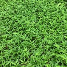 Image result for Oplismenus