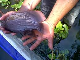 Budidaya Gurame Bisnis Rumahan Yang Menguntungkan Di Pedesaan Bibitikan Net