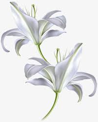 Vector Hand Painted White Lily Vector Diagram Hand Realistic Png Transparent Clipart Image And Psd File For Free Download Natural Form Art Lily Painting Flower Drawing