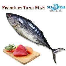 Check spelling or type a new query. Premium Tuna Fish à¦Ÿ à¦¨ à¦® à¦› Size 2 3kg