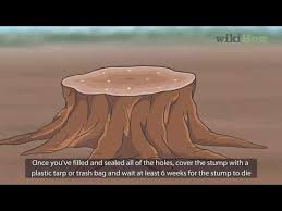 When you cut a tree, the stump is still alive, and it can regrow in a very poor fashion, thanks to its roots. 4 Ways To Kill A Tree Stump Wikihow