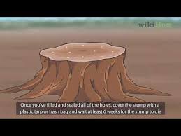 A few years ago i tried killing several trees with roundup. 4 Ways To Kill A Tree Stump Wikihow