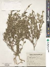 Image result for Sida chrysantha