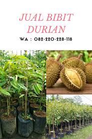 Durian adalah jenis buah yang sangat enak. Tanam Durian Dalam Pasu Bibit Durian Merah Bibit Durian Wonogiri