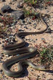 North American Racer Coluber Constrictor Beautiful Snakes Racer Species