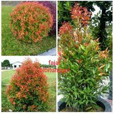 Check spelling or type a new query. Harga Grosir Bibit Pucuk Merah Bunga Pucuk Merah Shopee Indonesia