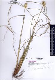 Image result for Cyperus dubius