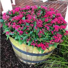Best annual flowers for florida. Pentas Plant Care How To Grow Pentas Flowers