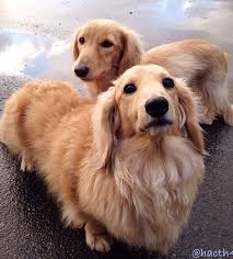 Adorable Cream Longhaired Doxies Dachshund Puppies Dachshund Breed Weenie Dogs