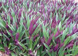 The cultivar variegata has leaves with white and pink stripes. Boat Lily Moses In A Boat Rhoeo Spathacea Thai Garden Design