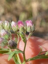 Image result for Eschenbachia