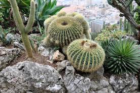 Hier gibt es pflanzen aus verschiedenen teilen der welt zu bewundern. Deutsch Der Exotische Garten Und Die Grotte De L Observatoire Monaco Ehl I Lezzetiz Biz
