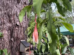 Image result for Epiphyllum