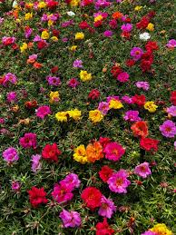 Image result for Portulaca centrali-africana