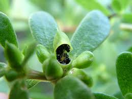 See actions taken by the people who manage and post content. How To Grow Purslane An Edible Weed Dengarden Home And Garden