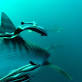 Tiger shark related image