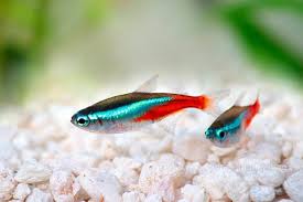 Neon Tetra Fish Colorful Freshwater Fish Neon Tetra Fish Tetra Fish Neon Tetra