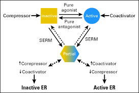 Image result for Selective Estrogen Receptor Modulator
