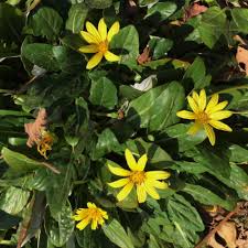 Image result for Haplocarpha scaposa