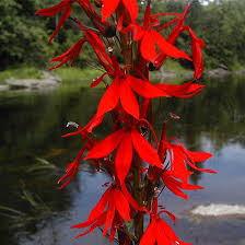 The garden of red flowers. 25 Most Beautiful Red Flowers