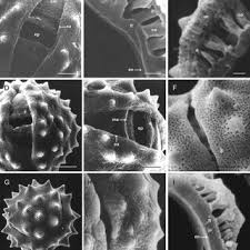 Image result for Macledium sessiliflorum