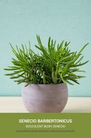 Image result for Senecio propior