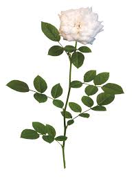We did not find results for: The Collection Drift Roses