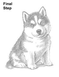 How to draw a husky. Puppy Husky Dog Drawing Easy Cuteanimals