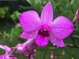 Maybe you would like to learn more about one of these? Anggrek Dendrobium Larat Aaorchid Kebun Bunga Anggrek Rkebun Anggrek Di Rumah