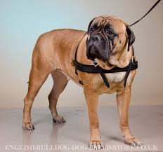 Bullmastiff Puppy Feeding Guide English Bulldog Online Uk