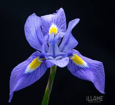 Image result for Moraea niassensis