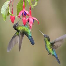 The key to attracting hummingbirds to your yard is to plant lots of flowers and provide the habitat that will give them shade, shelter, food, water, and security. Best Flowers To Attract Hummingbirds To Your Yard The Home Depot