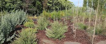 Image result for Vincetoxicum apiculatum