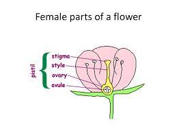 Petals of various colors surround the male and female reproductive parts. Parts Of Flower Ppt Video Online Download