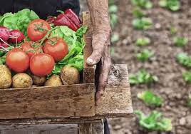 En validant ce formulaire, vous signalez ce contenu ou cet utilisateur à ooreka.fr comme portant en juin, c'est le moment propice pour semer vos légumes ! Que Planter Dans Son Potager Quand Planter Des Legumes Dans Son Jardin
