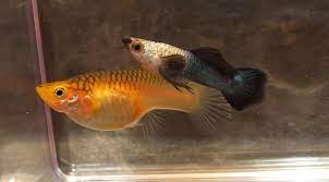 Panda Guppy Breeding Pair Guppy Fish Tropical Freshwater Fish