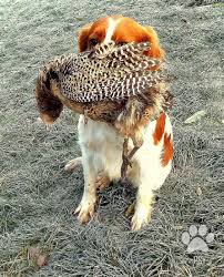 Image result for bretanský dlouhosrstý ohař