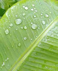 Daun hd wallpaper download ke ponsel anda dari phoneky. Seperti Embun Di Daun Begitulah Hidup Kita Di Dunia Ukhtinews Com