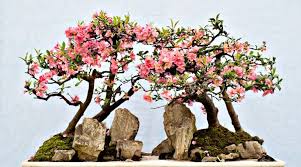 These flexible trees can be trained to grow in a variety of ways, from tall and wispy to dense and stout. 75 Flowering Bonsai Trees